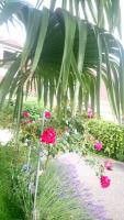 a garden with pink flowers and a palm tree at Gîtelabaronnaise avec piscine chauffée prés parc Asterix in Baron