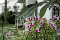 a bunch of purple flowers in front of a house at Hasayaki Homestay in Dayi