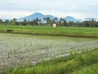 Bali Harmony Retreat thumbnail 9