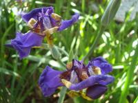 a close up of a purple iris flower at Pousada Vila Tamarindo Eco Lodge in Florianópolis