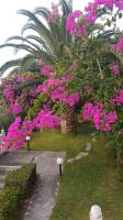 A garden outside Ilaira Apartments