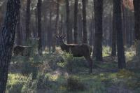 Zvířata v venkovského domu nebo okolí