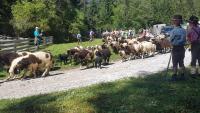 Zvieratá v penzióne alebo blízkom okolí