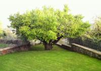 Zahrada ubytování El Patio de la Morera