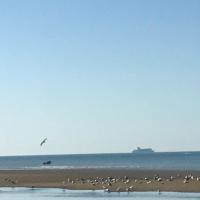 a flock of birds on a beach with a ship in the ocean at Le petit coin de Paradis in Varaville