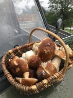 una cesta de setas sentada en la parte trasera de un coche en la source d'en haut, en Valcivières