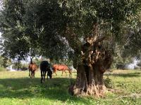 Zvieratá na farme alebo blízkom okolí