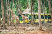two giraffes walking in front of a yellow bus at Vinpearl Resort & Spa Phu Quoc in Phú Quốc