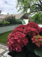 Ogród w obiekcie Pension Hochkönigblick