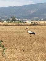 a bird walking in a field of dry grass at Molino El Mastral in Tarifa