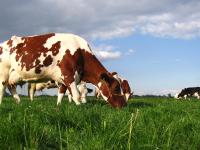 ホテルの敷地内または近くにいる動物