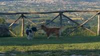 Domáce zviera alebo zvieratá hostí v ubytovaní Agriturismo Countryhouse Le Giare