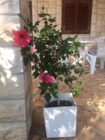 Vonkajšia záhrada v ubytovaní Family friendly holiday home "Ana"