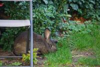 a rabbit sitting in the grass next to a chair at Pension zum Birnbaum in Brandenburg an der Havel