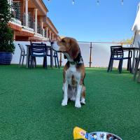 Domácí mazlíčci ubytovaní s hosty v ubytování Hotel Boutique Calas de Alicante