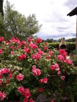 Vonkajšia záhrada v ubytovaní Agriturismo Le Chiare Stelle