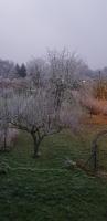 a tree with no leaves on it in a field at maisonbleue67 in Kurtzenhouse