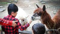 two young boys feeding animals at a zoo at HiONE Holiday Hotel in Shenkeng