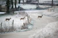 Gallery image of le refuge des Marmottes in Saint-Laurent-du-Jura