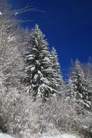 a group of trees covered in snow at le refuge des Marmottes in Saint-Laurent-du-Jura
