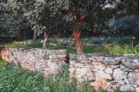 A garden outside Lemon Tree Eco-Retreat
