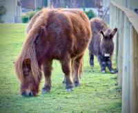 Animales en el hotel o alrededores