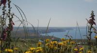a field of flowers with the ocean in the background at Beacon Country House Hotel &amp; Luxury Shepherd Huts in St. Agnes