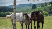 Zvieratá v ubytovaní bed & breakfast alebo blízkom okolí
