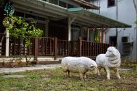 two sheep standing in the grass in front of a house at Sun Moon Lake Full House Resort in Yuchi