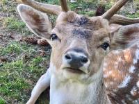ホテルの敷地内または近くにいる動物