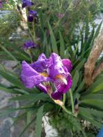 a purple flower is growing in a garden at Casa Cueva “La Estrella” in Granada