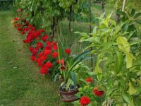 A garden outside Al Pic de Corone