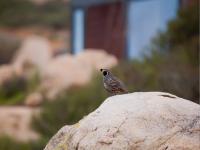 a small bird sitting on top of a rock at Encuentro Guadalupe in Valle de Guadalupe