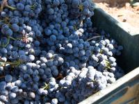 a bunch of blue grapes in a green container at Encuentro Guadalupe in Valle de Guadalupe