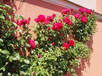 A garden outside Rizzi Haus