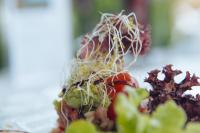 een salade met taugé en andere groenten op een bord bij Cases de Son Barbassa Hotel & Restaurant in Capdepera