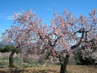 Plán poschodí v ubytovaní APARTAMENTOS SERRELLA - Rural Guadalest