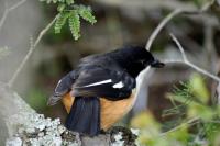a black and orange bird sitting on a tree branch at Addo Dung Beetle Guest Farm in Addo