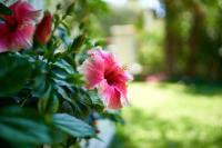 A garden outside Your Studio Apartment in Sirmione