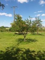 an apple tree in the middle of a field at Aux trois petites notes in La Sabotterie