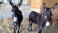 two donkeys standing next to each other in hay at Maison d hôtes Casa Sana in Pillac