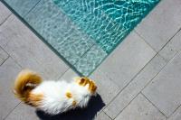 Domáce zviera alebo zvieratá hostí v ubytovaní Casa Dubi. Kvarner