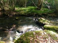 a stream of water with rocks and grass in a forest at Ancienne Auberge des Brizards - Morvan (14 personnes) in Quarré-les-Tombes