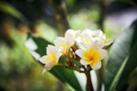 Ein Haufen weißer und gelber Blumen auf einer Pflanze in der Unterkunft אדום 179, דירות נופש in Eilat