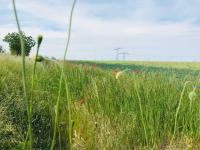 a field of tall grass with red flowers in it at Ferienhaus Live Deluxe in der schönen Uckermark in Meyenburg