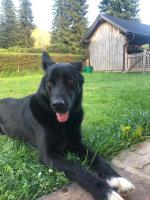 Domáce zviera alebo zvieratá hostí v ubytovaní Haus Moser