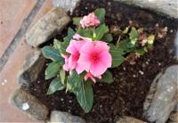 a pink flower in a pot with rocks at Casa Cueva “La Estrella” in Granada