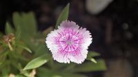 a purple and white flower with green leaves at Casa Cueva “La Estrella” in Granada