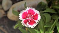 a pink and white flower with green leaves at Casa Cueva “La Estrella” in Granada
