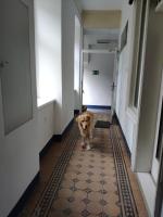 Domáce zviera alebo zvieratá hostí v ubytovaní 1210Apartment